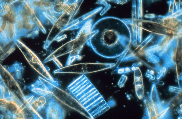 Diatoms, Phytoplankton