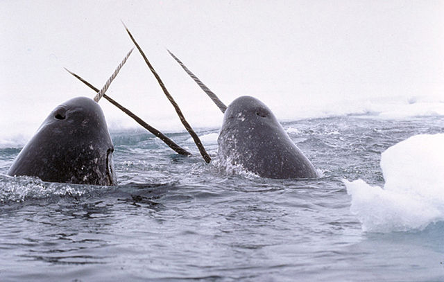 Narwhals or Narwhales
