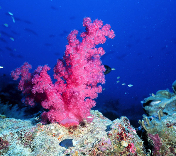 Coral